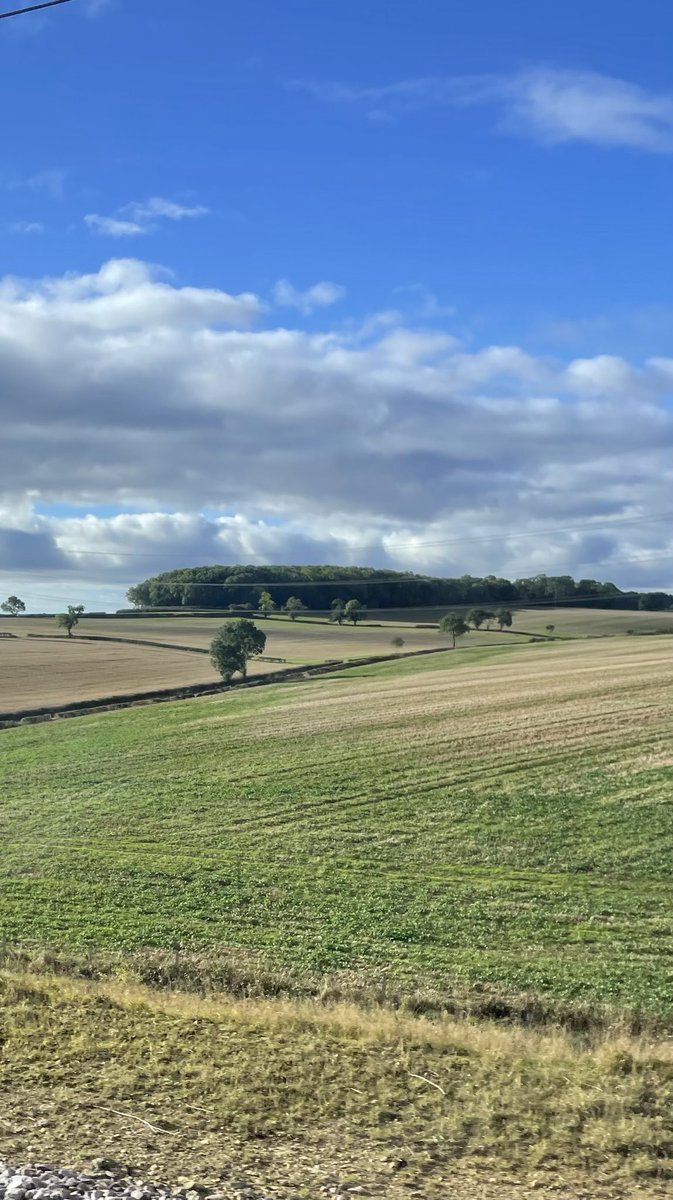 Tree of the Day … foreground (ish) train shot somewhere in the Midlands