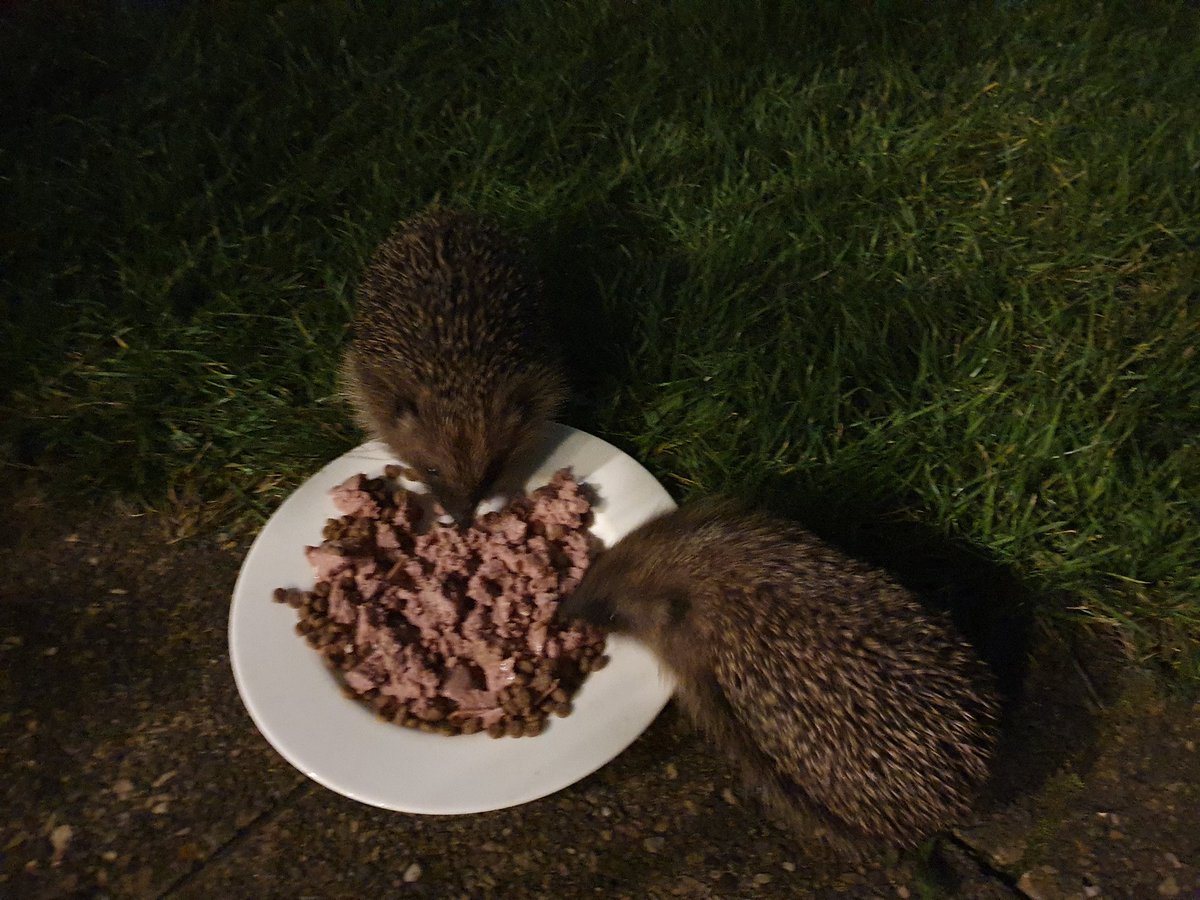 SpikySpines's tweet image. Dinner is served,&quot; how do they know what we wanted&quot;? #Autumnvibes #helpthehedgehogs