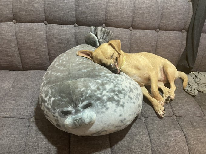 WeRateDogs tweet media