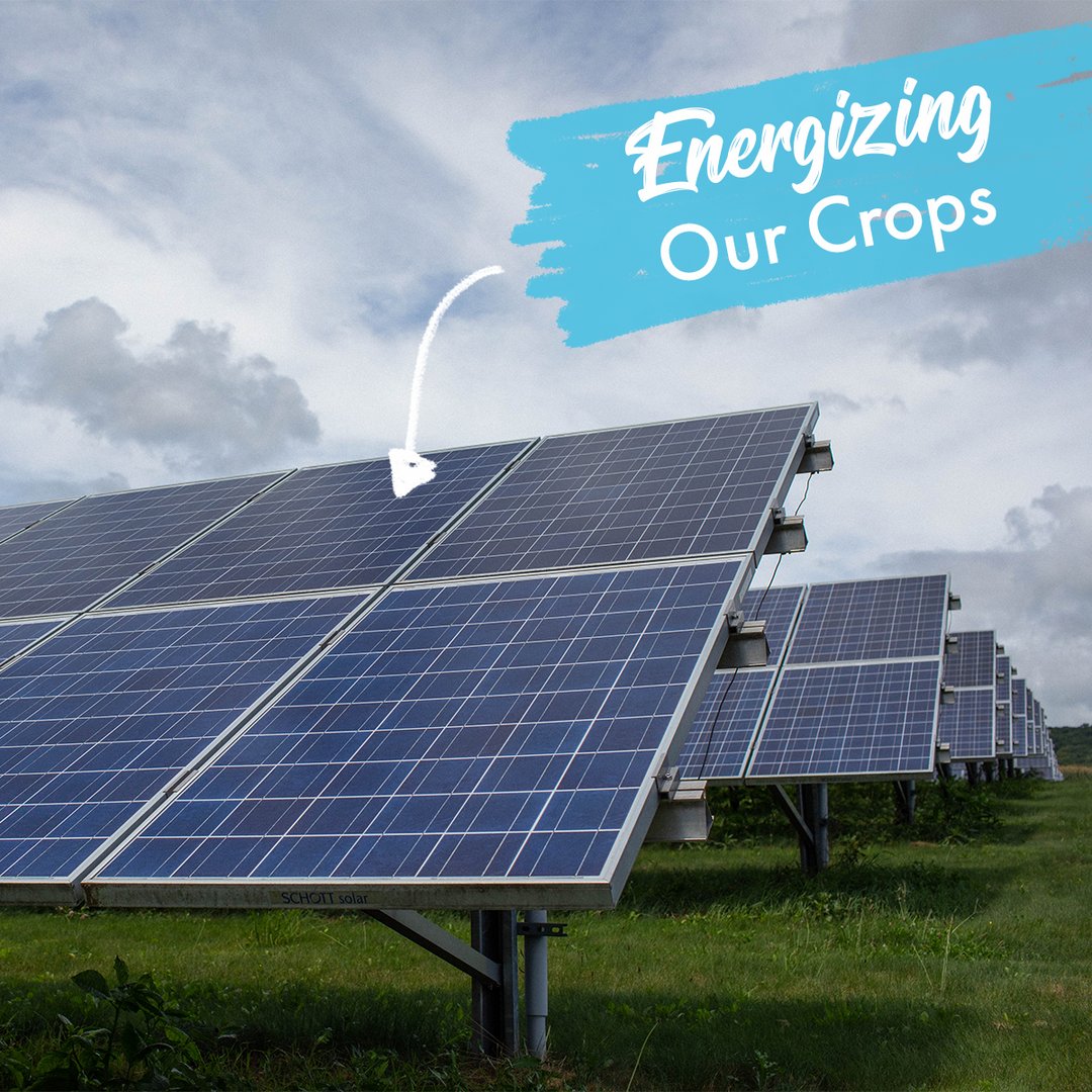 SideDelights's tweet photo. Located in the beautiful valleys of Pennsylvania, Masser Potato Farms is solar-powered! Using eight acres of panels to energize potato-growing facilities and operations, 40% of plant requirements are from a sustainable source.
.
.
.
.

#SideDelights #GrownWhereItMatters https://t.co/zKqF76IPS2