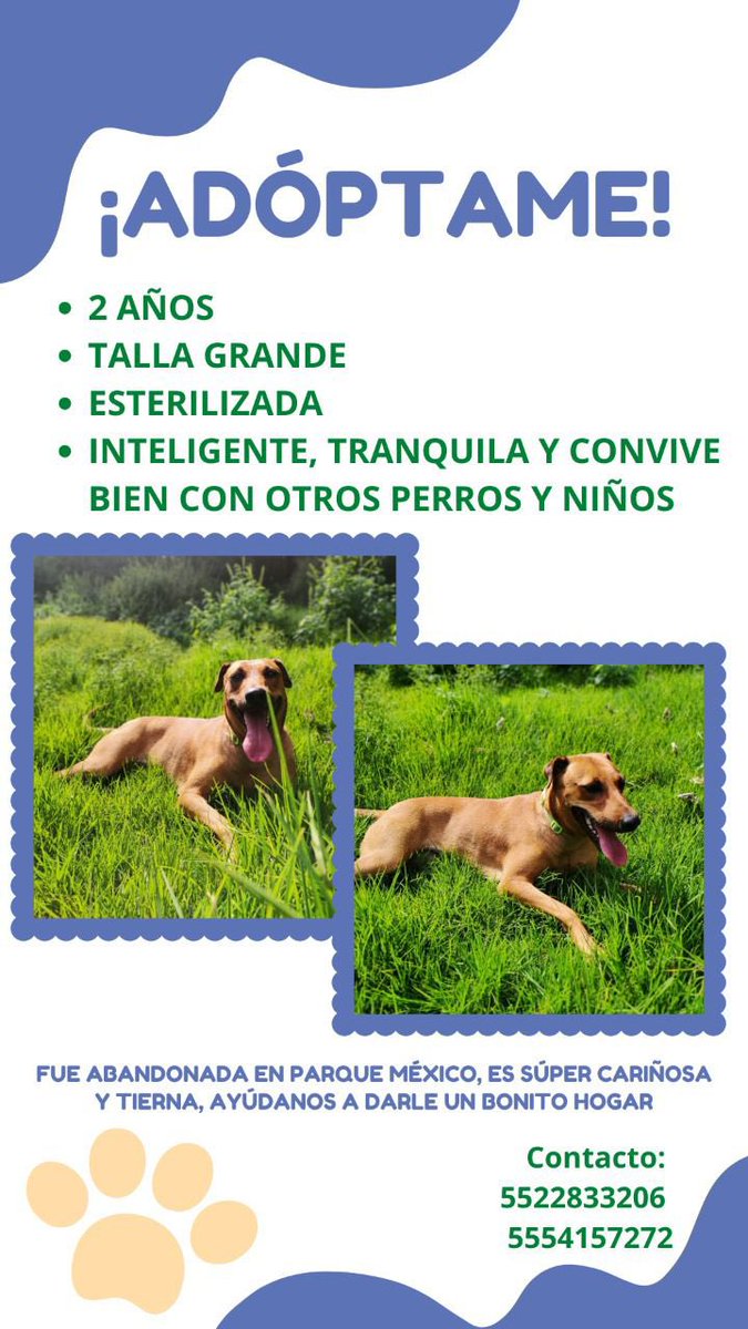 #Adopta Hermosa perra talla grande, 2 años, inteligente, tranquila y convive con otros perros y con niños. Fue abandonada en Parque México, busca hogar responsable en CDMX.