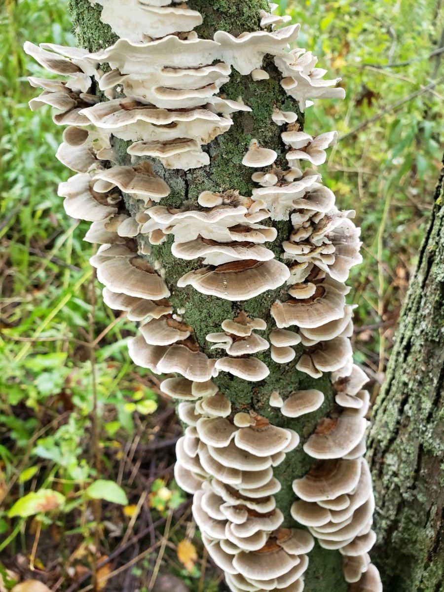 secondmarsh's tweet photo. Thursdays on the trail...Fall is the time for fungi at #secondmarsh and #mclaughlinbay. Here are just a few that we spotted on our hike. Have you seen any fungi this year?
#getoutside #friendsofsecondmarsh #oshawa #mclaughlinbaywildlifereserve https://t.co/801YI2NG5u
