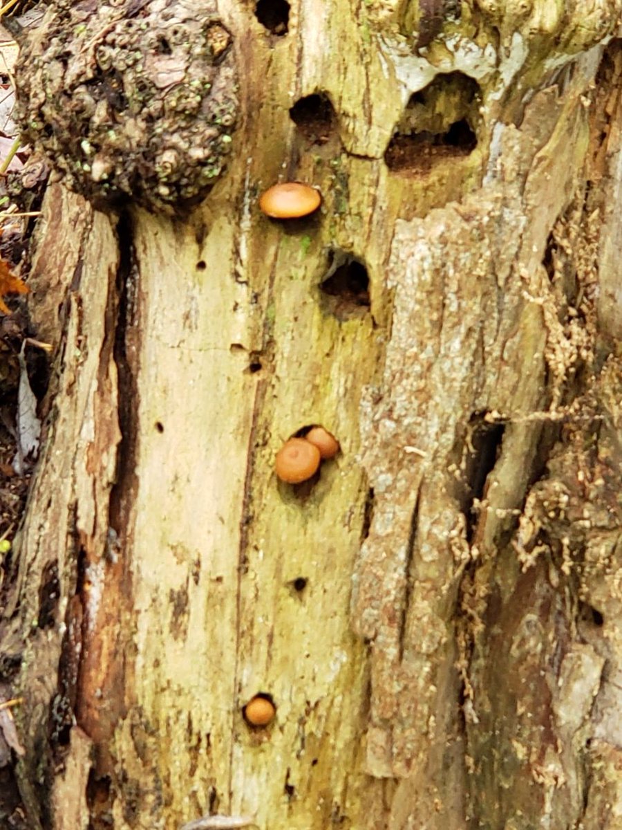 secondmarsh's tweet photo. Thursdays on the trail...Fall is the time for fungi at #secondmarsh and #mclaughlinbay. Here are just a few that we spotted on our hike. Have you seen any fungi this year?
#getoutside #friendsofsecondmarsh #oshawa #mclaughlinbaywildlifereserve https://t.co/801YI2NG5u
