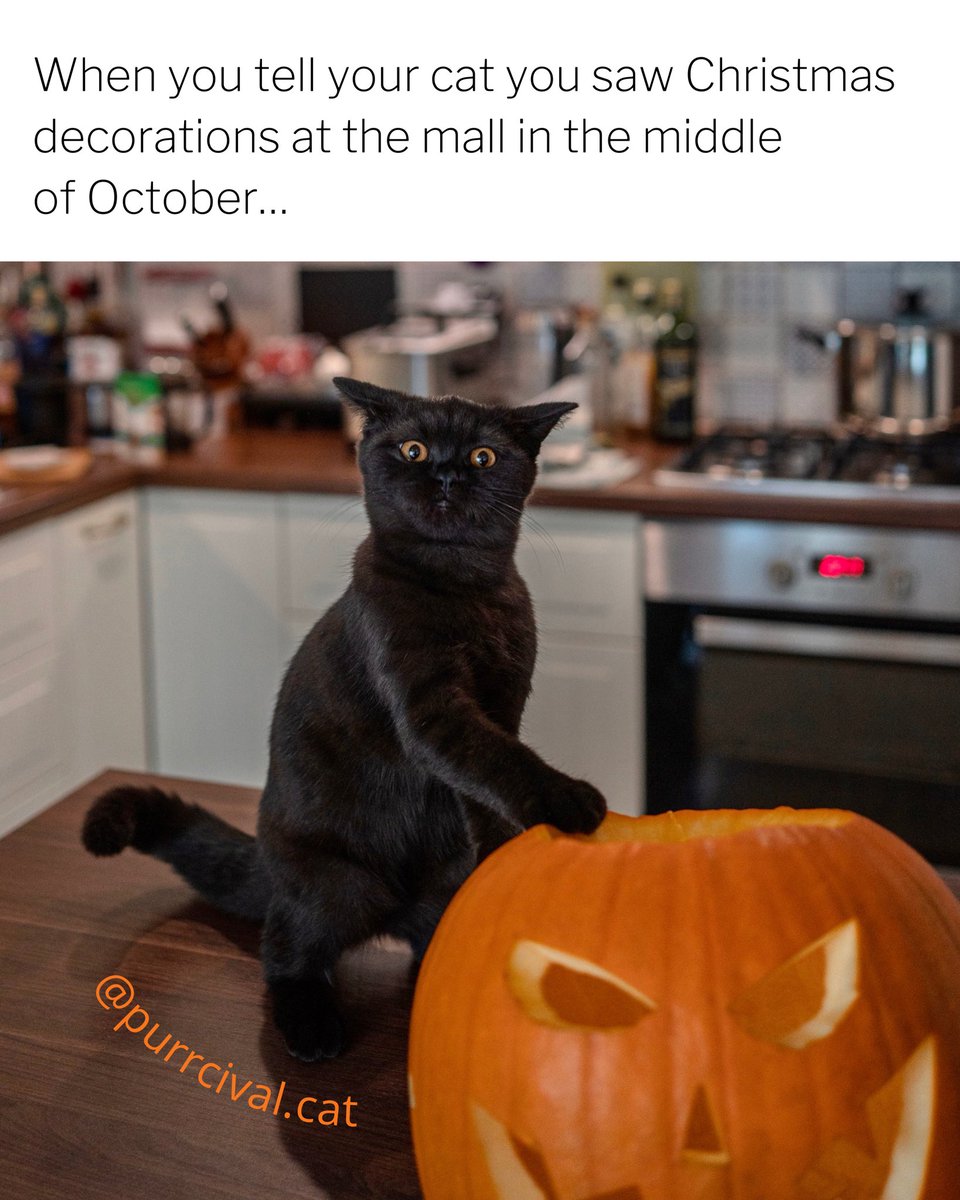 purrcival_cat's tweet photo. #halloweenfirst #catsofinstagram #halloween2021 #blackcat #9gag #meowed https://t.co/QYtBQeEFlS