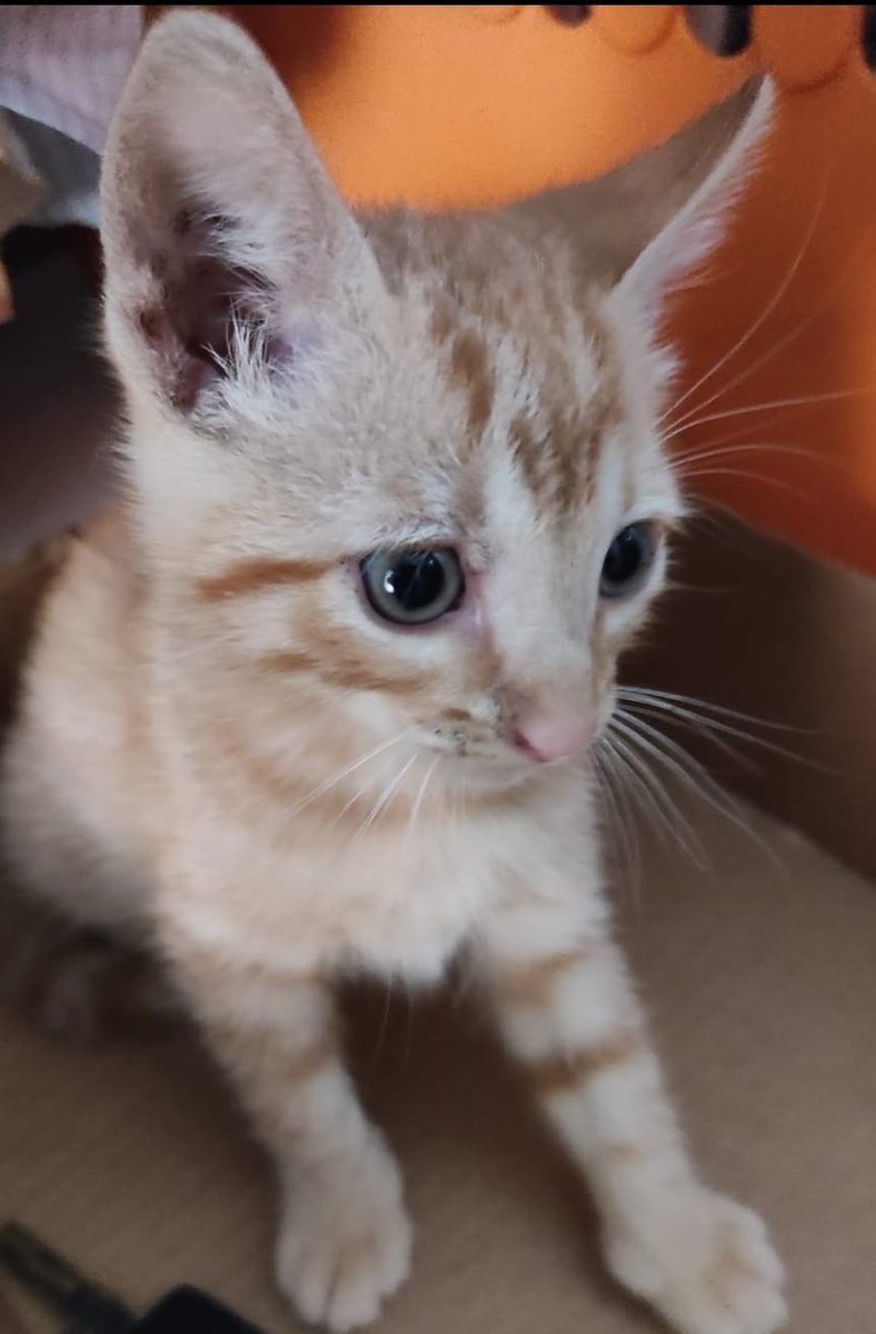 ApataTalavera's tweet photo. 🔷 Si quieres ayudarla con alguna donación para sus gastos veterinarios👇
CUENTA: 0049 5686 70 2416075218 BSCH
CONCEPTO : DONATIVO JONI
🔷 ¡Ayúdala con tan solo 1€ mensual! ¡Hazte Teamer!👇💕
https://t.co/bfnuKnTTHB
🍀¡GRACIAS!. AYUDANOS A AYUDARLES🐾💕💕 https://t.co/rVoGNAMEaJ
