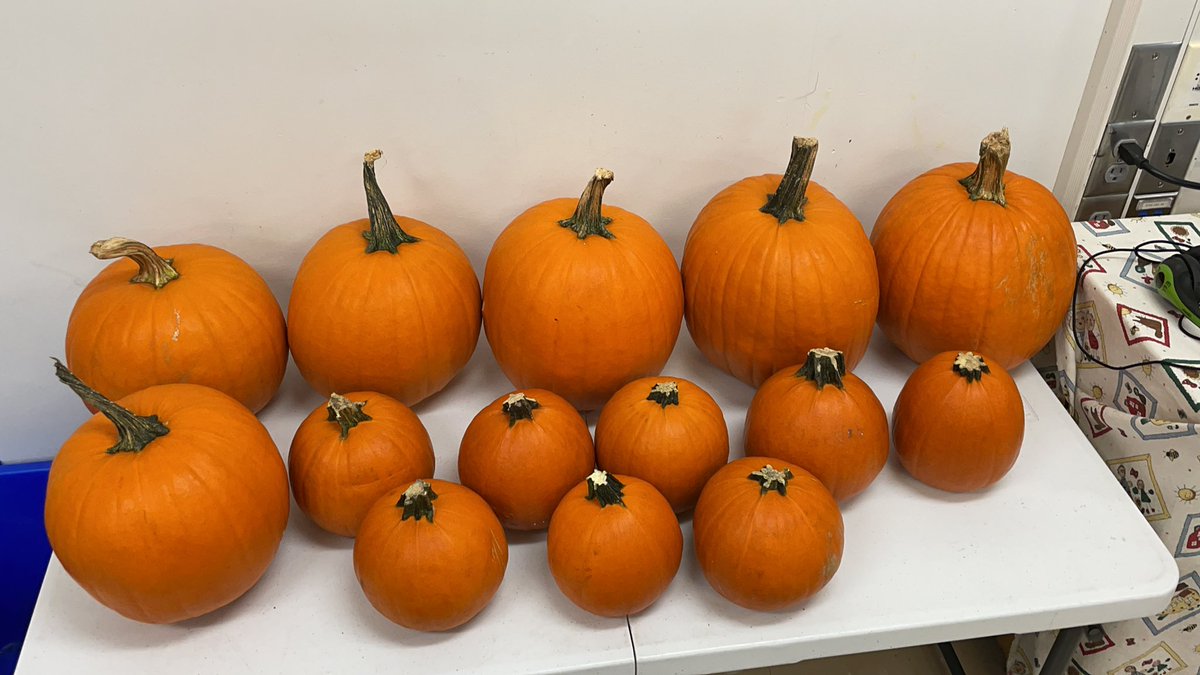 BridgeELL tweet media