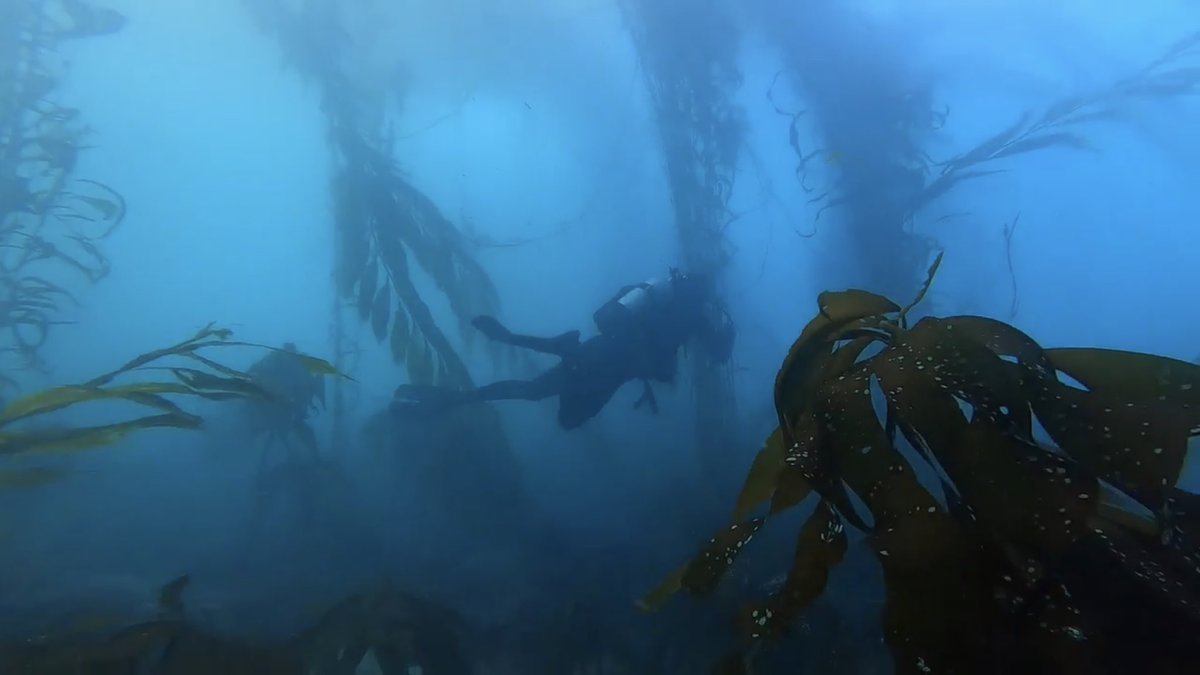 It’s Halloween season in the kelp forest too! Sometimes, seeing giant kelp silently emerge from the murk as you swim past can be a bit spooky 👻