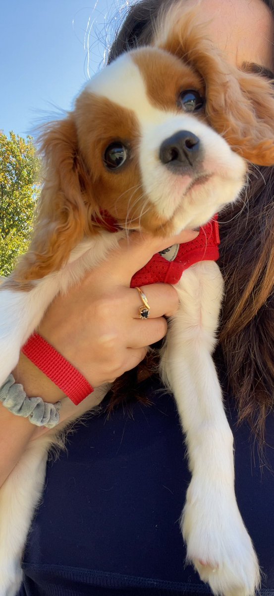 Nothing to do w the song but I FaceTimed my sister this AM and our puppy Daisy looked at me like this. That’s all 🐶