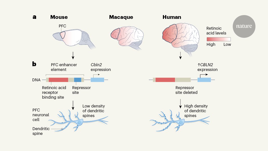 Nature News Views on Twitter: "Linking the large size and well-connected nature the human prefrontal cortex to changes in gene expression and regulation (For subscribers) https://t.co/N7wyUHl0ku… https://t.co/gtyv2lr3IT"