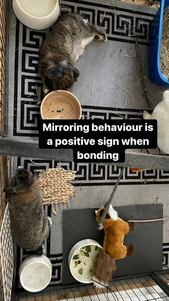 BunnyLifeLDN's tweet photo. The 2 boys are mirroring each other #positivesign #bunny #bonding https://t.co/axpmVjIdIl