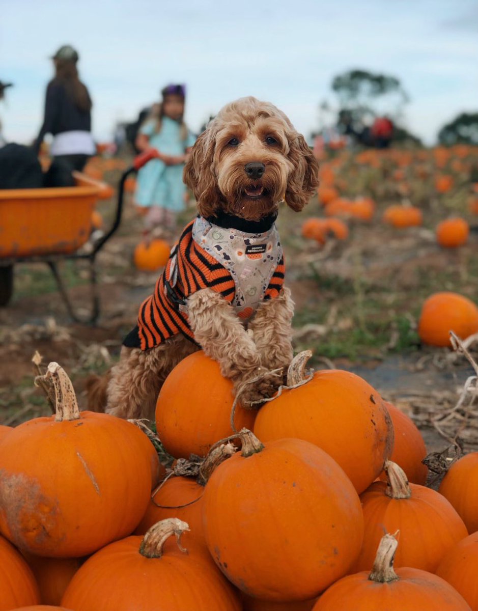 EmanuelLima14's tweet photo. @OfficialPLT cutest pumpkin in da patch 🧡 #PLTPets https://t.co/5kSbfn0NvB