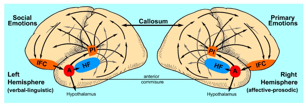 NeuronTrees's tweet image. Hypothesis: a knife cut between the two brain areas should abolish the newly learned response. This Hypothesis was disproven.

I lost a lot of good students disproving that one!
