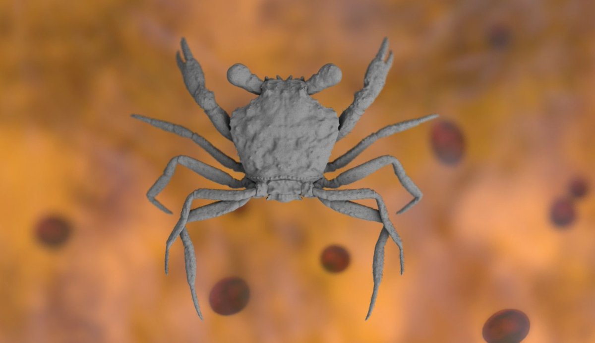 This tiny crab trapped in 100-million-year-old amber is the most complete fossil crab ever discovered! But how did a crab get trapped in amber in the first place? Here we tell you the story science.org/doi/10.1126/sc… #Science #Evolution #SciComm 1/n