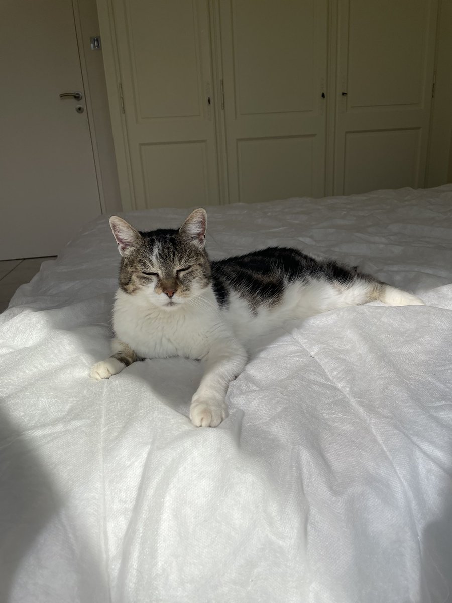 3RZCHA's tweet photo. My baby:D #PetsForLeeKnow https://t.co/XsWPCiNBR2