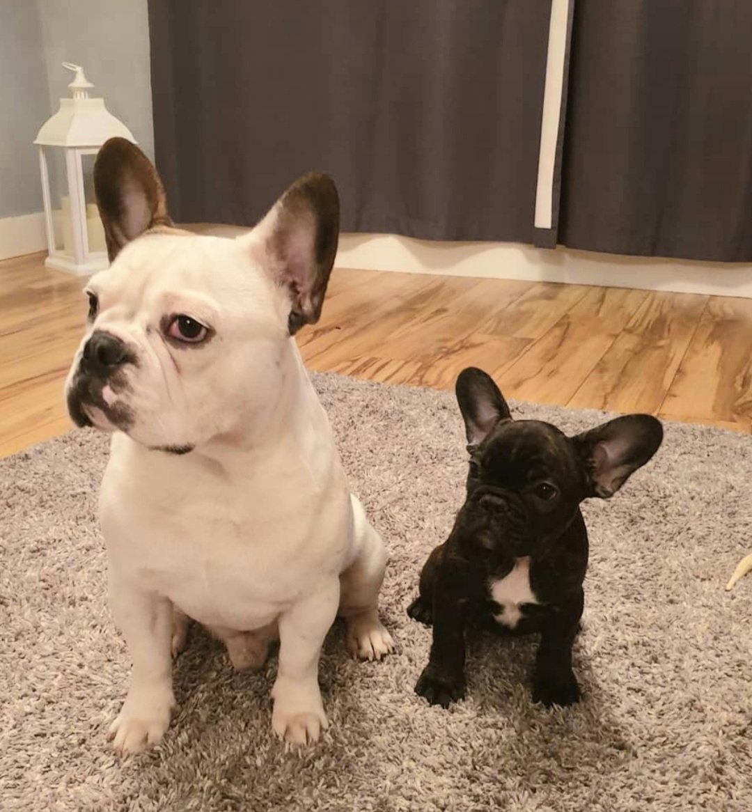 lydiacroucher's tweet photo. @OfficialPLT #PLTPets 🐶🐶 https://t.co/9KUbTRrw3V