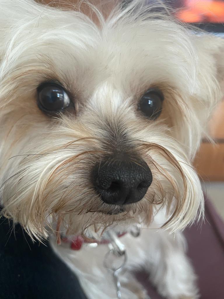 memosquera's tweet photo. Así era Miró y así me lo devolvió el veterinario,poco después, convulsionando, por 6 horas, mientras decía que era normal. Falleció luego de una extracción dental y sólo dijo:”no se qué pasó,primera vez que me ocurre”.Falta de empatía y profesionalismo.Dr Alcala, Prados del Este. https://t.co/Qpb78qaLZh