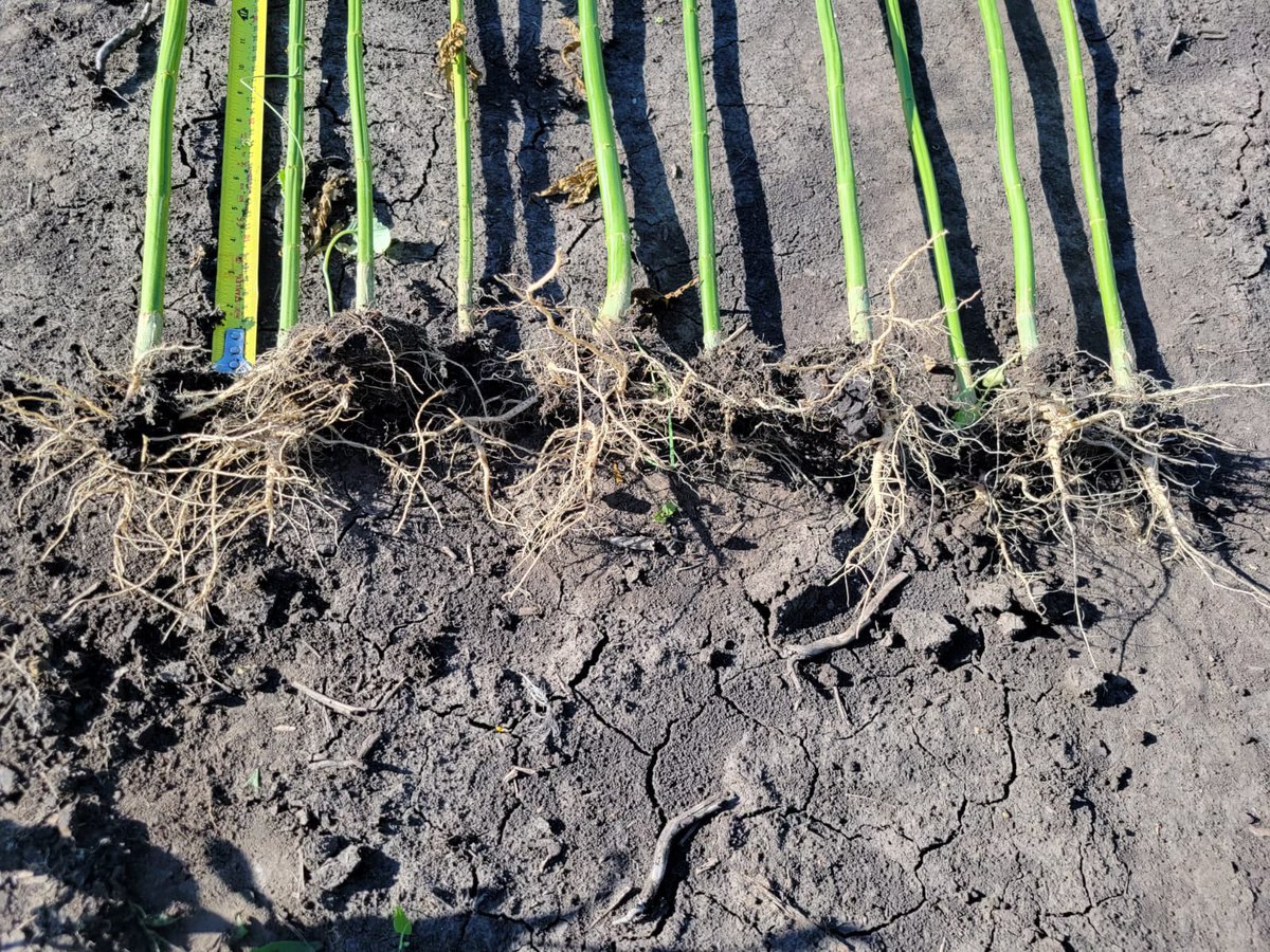CanRockiesHemp's tweet photo. Why Grow Hemp? 

#Hemp is a resilient crop.  

Hemp has deep tap roots that enable it to reach and make use of deep subsoil water. These tap roots help hemp survive drought conditions better and for longer.  
#roots #growhemp #supporthemp #crhc #hempfield #hempproducts #abfarming https://t.co/4hUspFzewW