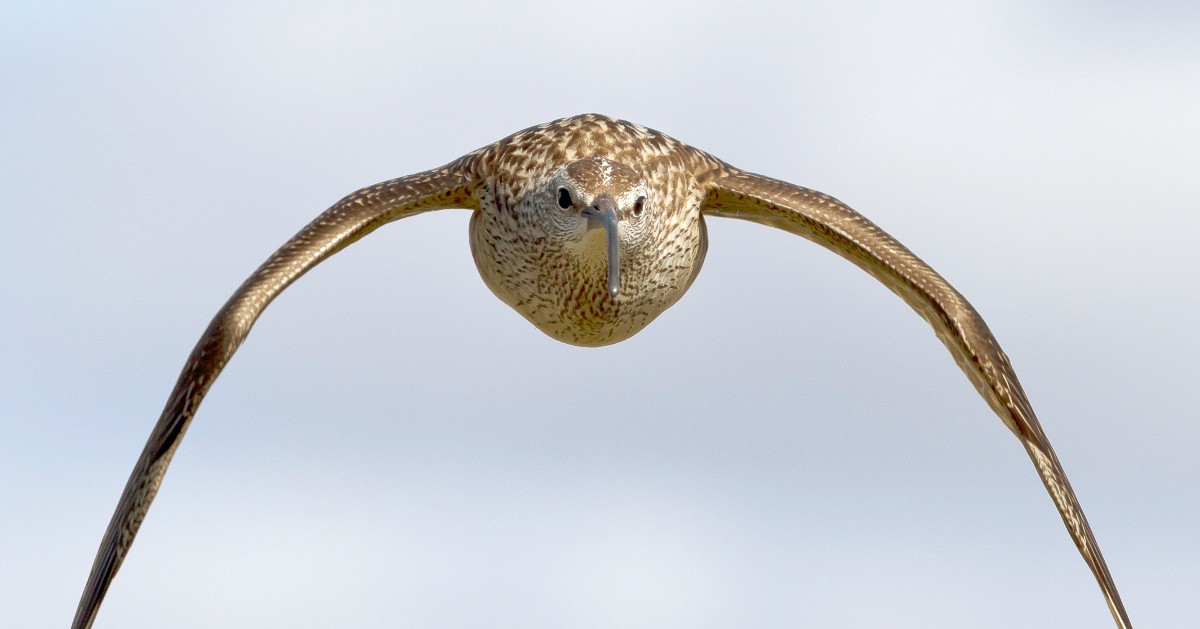 Save the dates for the 2021 #ArcticBirdFest! November 14-20: arcticbirdfest.com #BirdsTellUs

A Whimbrel in flight. 📷 USFWS/Luke DeCicco