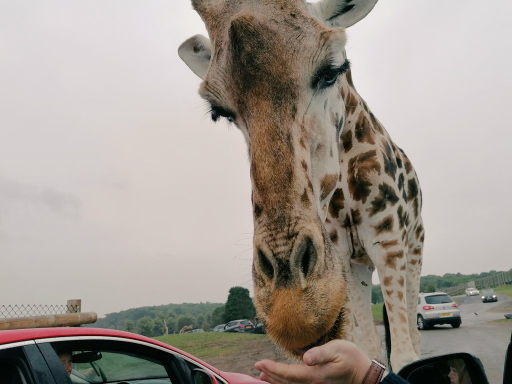 One day I will find a car big enough to pop a giraffe in.....