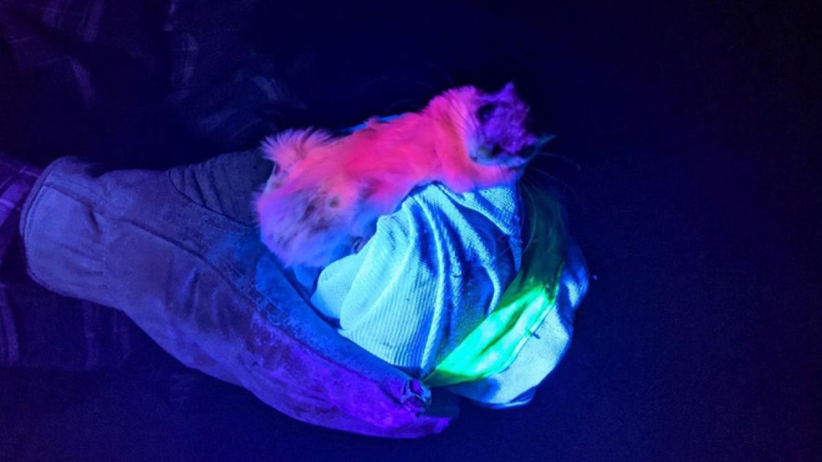 Did you know that flying squirrels glow bright pink when exposed to UV light? In an effort to understand the phenomena, <a href="/Trentbiology/">Trent Biology</a> &amp; <a href="/KawarthaFlyer/">Flying Squirrels</a> researchers have investigated these fascinating mammals &amp; their luminescent fur. <a href="/NorthON/">Ontario Northern Economic Development and Growth</a> <a href="/TrentUResearch/">Trent University Research & Innovation</a> trentu.ca/news/story/316…