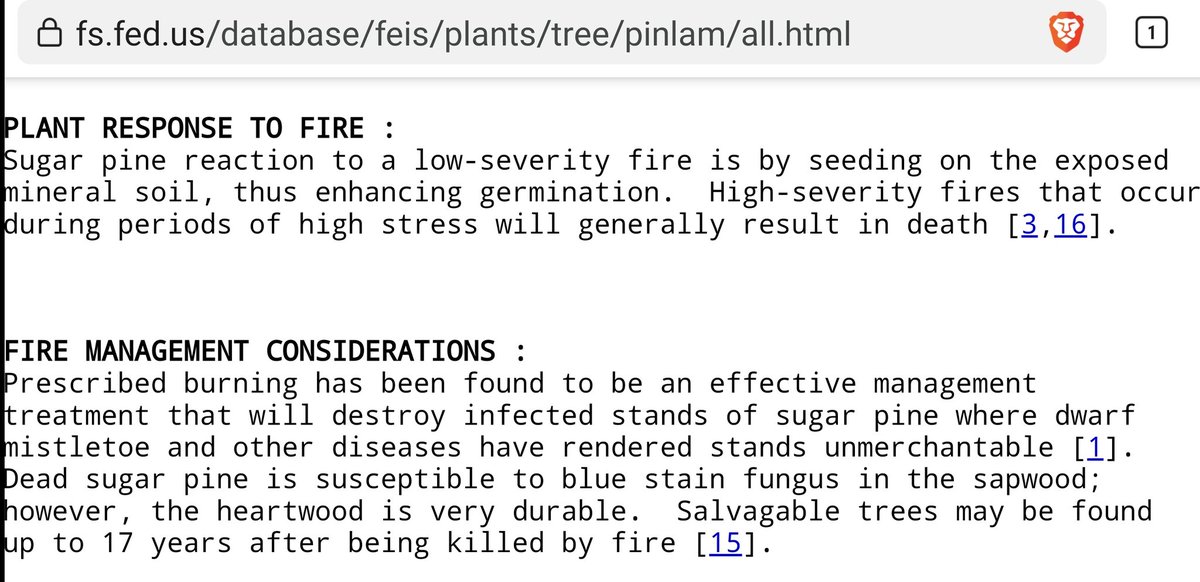 WiCisSports's tweet photo. @patagonia @sugarpinefndn Not sure we need more pine trees in the forest you show which is already full of pine needles (fuel) for next summer's fires.

We suggest looking into other ways to preserve our forests that don't add fuel for future fires. https://t.co/z45nQBLZup