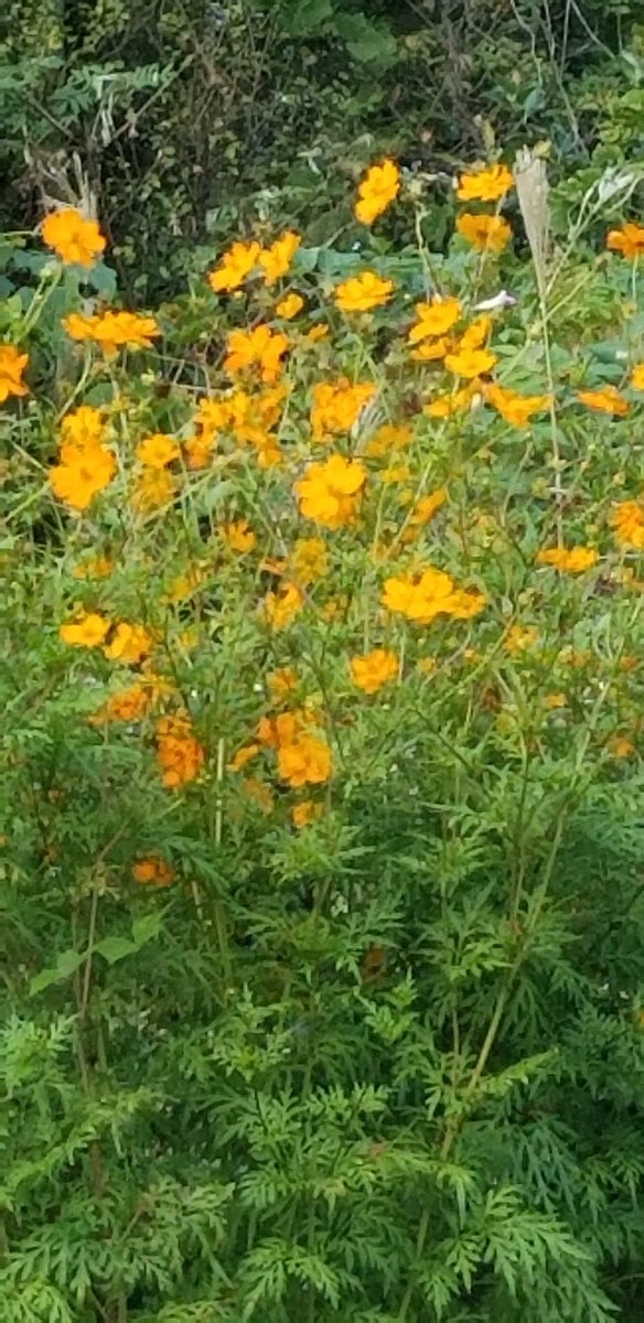 🌷🌸🌺🌻おはようございます、可愛い♡お花💐。