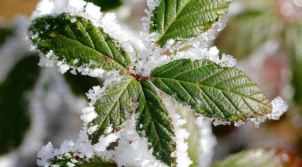 OutdoorHackerr's tweet photo. How To Protect Plants From Frost? – 11 Things You Must Be Doing https://t.co/rjVMZLKfn4 | #frost #outdoorplants #protectplants #tipsforplantprotection https://t.co/S3b9JXBNnG
