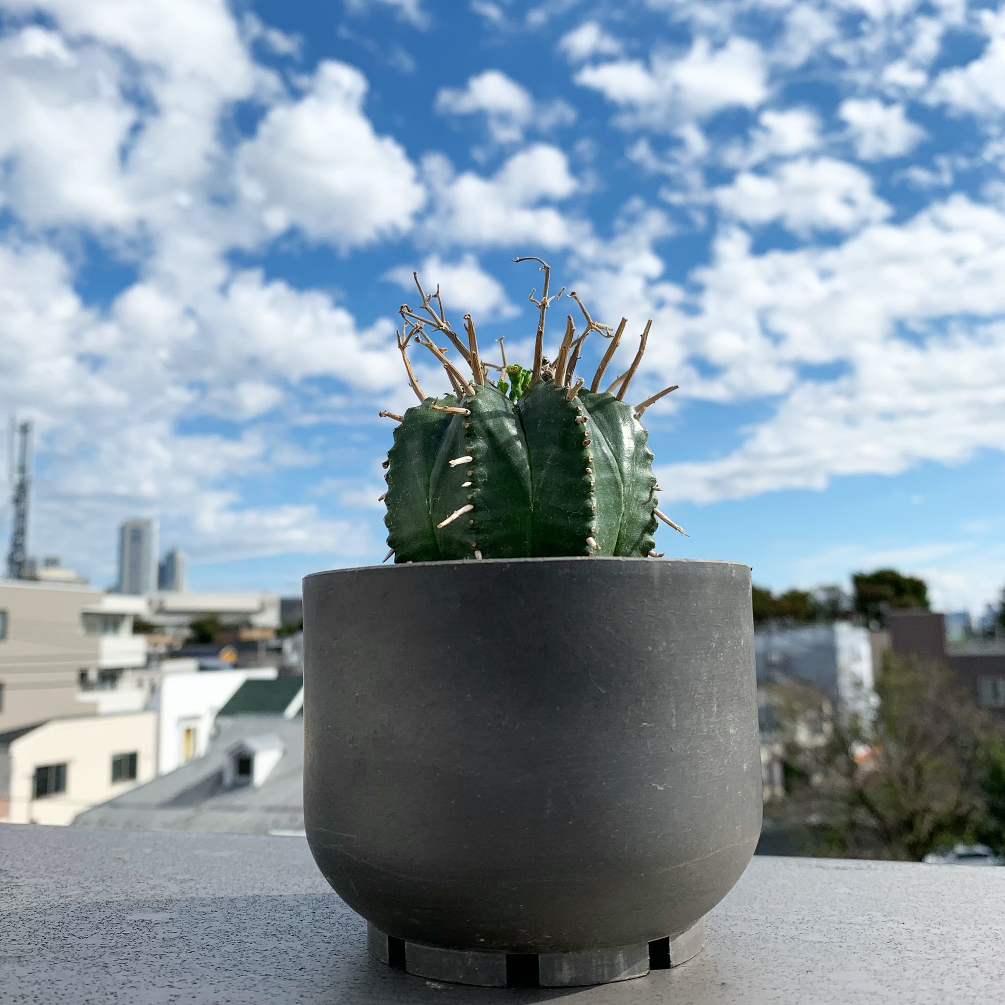 スーパーバリダ - Search / X