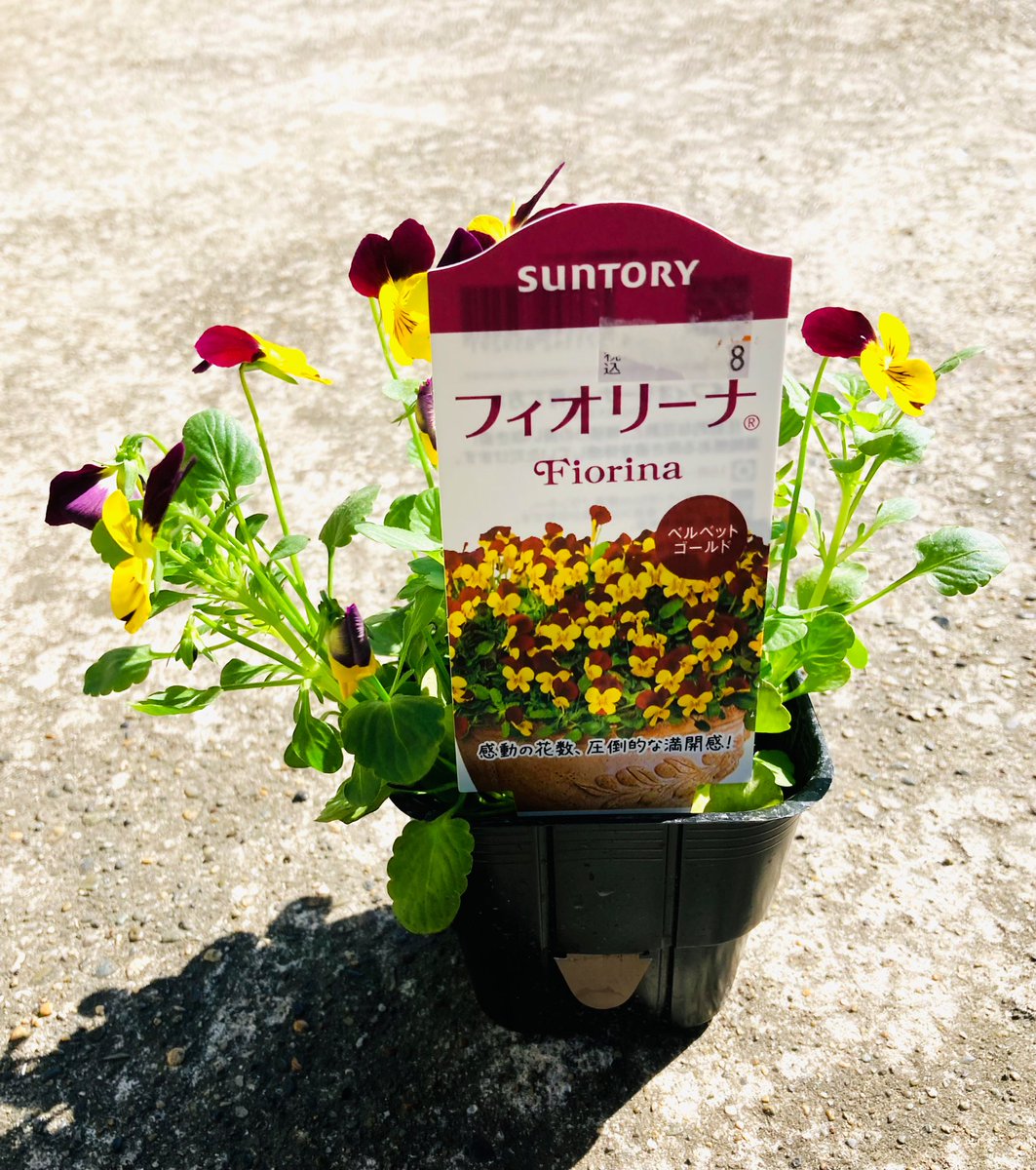 フィオリーナ