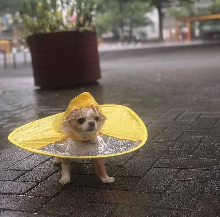 perros_shidoris's tweet photo. Su impermeabilito 🥺♥️. https://t.co/hzKVfzcZjW