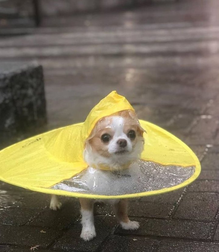 perros_shidoris's tweet photo. Su impermeabilito 🥺♥️. https://t.co/hzKVfzcZjW