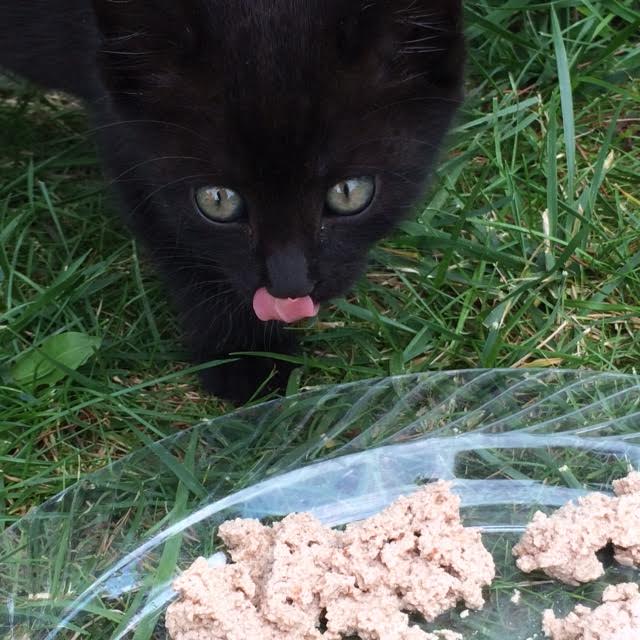 FreyasCatRescue's tweet photo. Please help to Feed a Stray and Save a Life! https://t.co/OSf8FIT2TN #cat #FreyaCat #givingback #donate #sanctuary #BornPurrfect https://t.co/DpnJRQbVHh