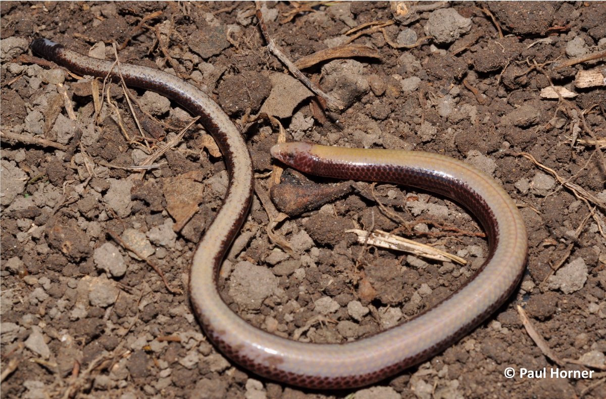 A new paper led by SA Museum Honorary Researcher, Mark Hutchinson & @qldmuseum details the findings of two new species of snake-shaped burrowing skinks. bit.ly/3B4EPCq #NationalReptileAwarenessDay