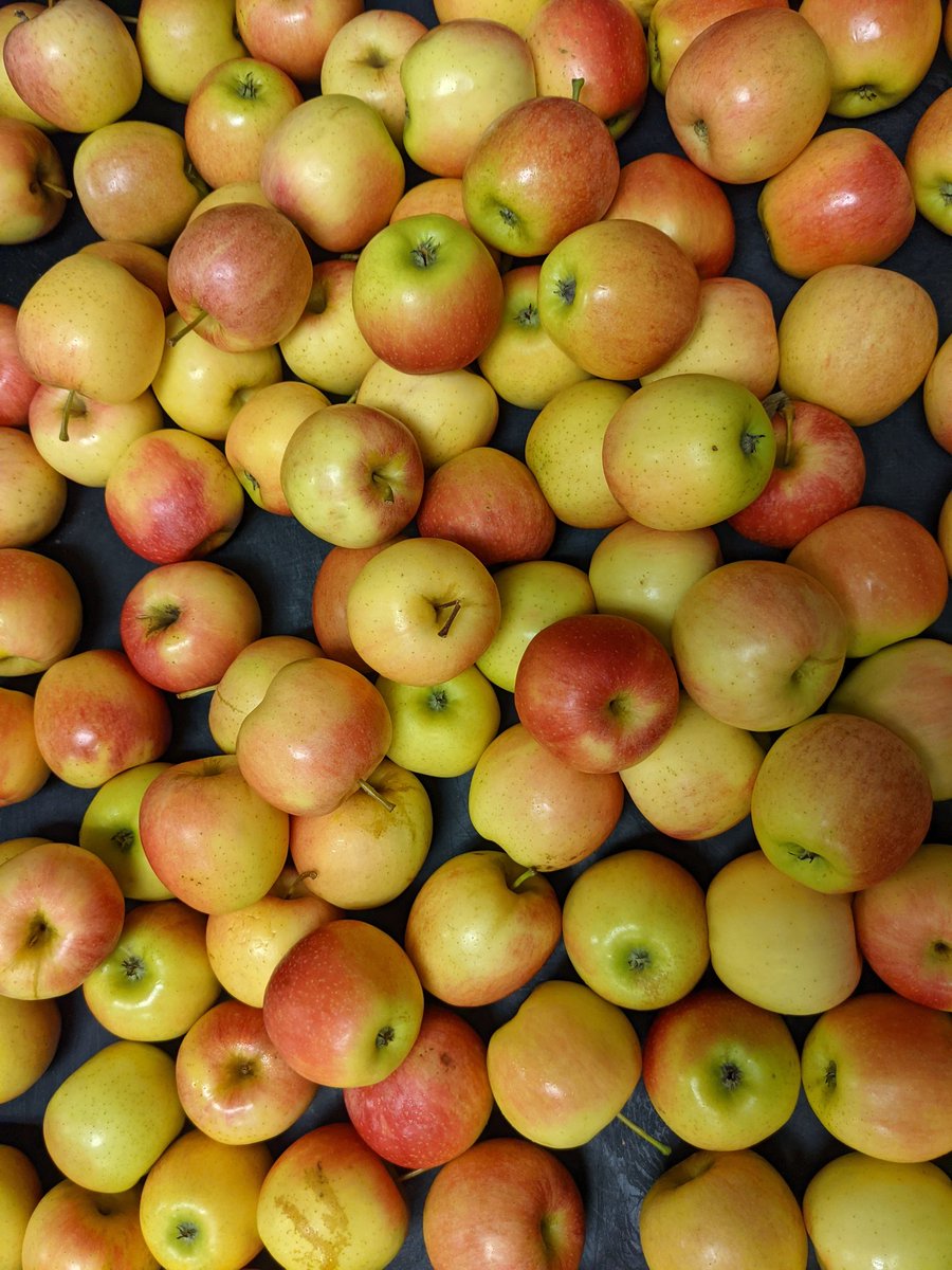 Thanks to Ms Siler's 3rd grade at <a href="/mcdouglees/">McDougle Elementary</a> for biting into delicious apples for #NCCrunch today. <a href="/chccs/">Chapel Hill-Carrboro City Schools</a>
students love fresh produce! <a href="/NCFarmSchool/">NC Farm School</a> <a href="/FarmtoSchool/">National Farm to School Network</a> <a href="/ncschoolmeals/">NCDPI School Nutrition</a> <a href="/LindenMaya/">Linden Thayer</a> 
<a href="/food4_students/">Food for Students</a>