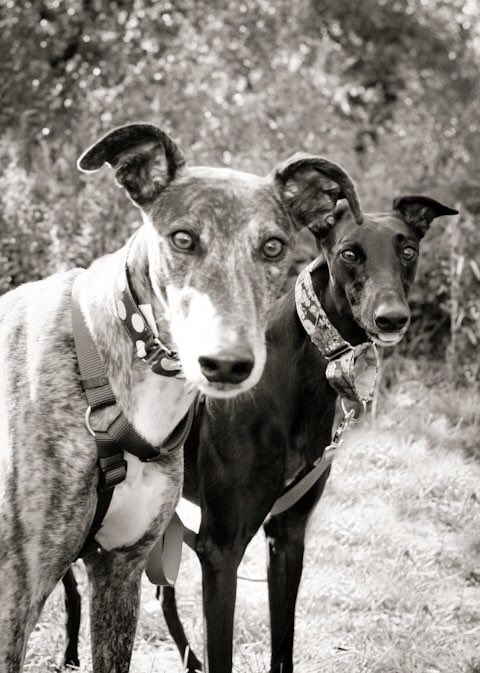 ktmndu's tweet photo. @MattMcGovern OSHKOSH Custer (WV) Penrose Melanie (CO &amp; FL)- best freaking dogs ever. https://t.co/KnrrHyAk11