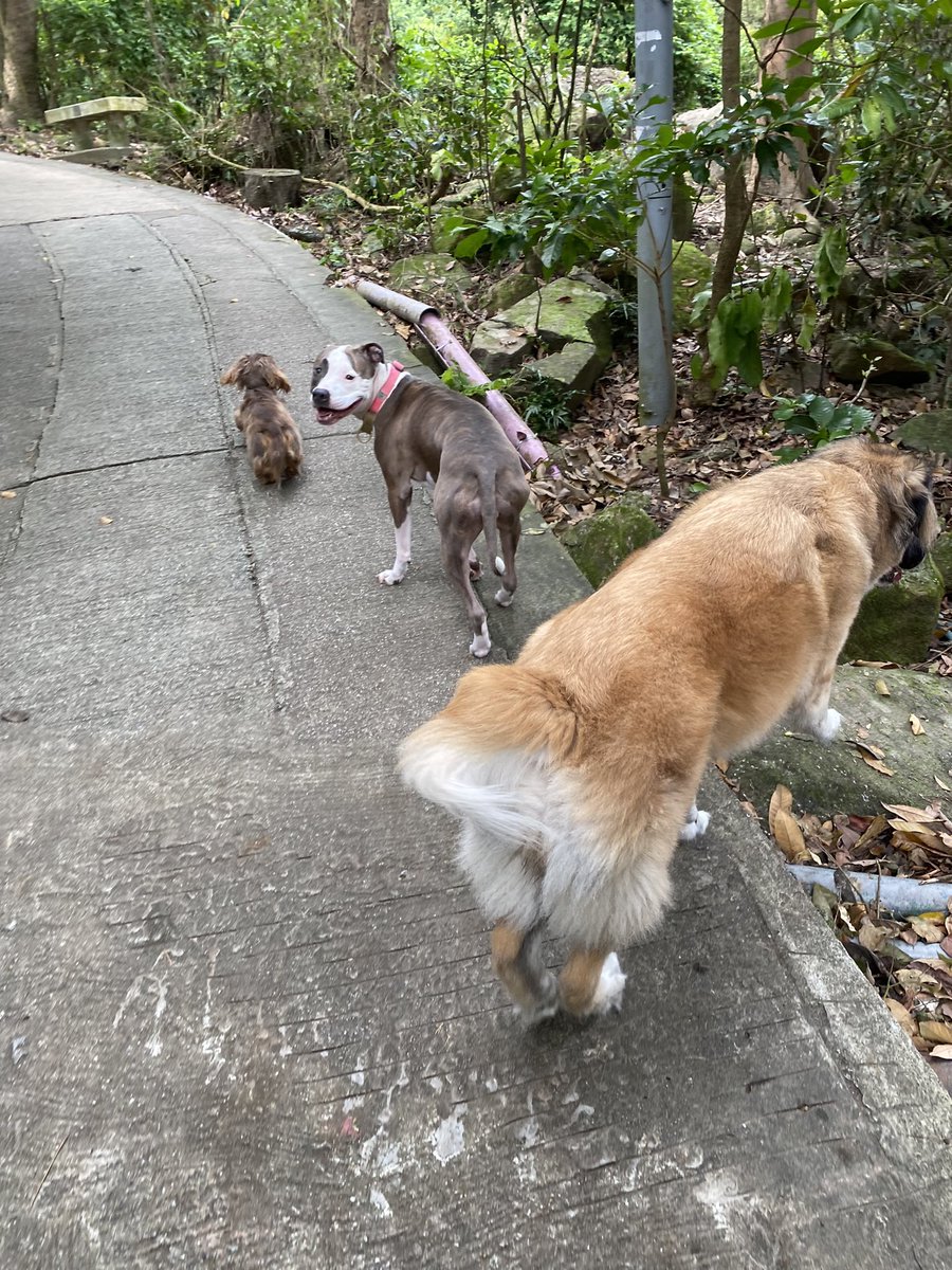 Will_Corkin's tweet image. After a month in Boston to see family, NYC for @MessariCrypto #Mainnet2021 then 21 day hotel quarantine in HK 🇭🇰 it’s great to finally be home and able to get some fresh air and morning hikes in with the fam 🙌