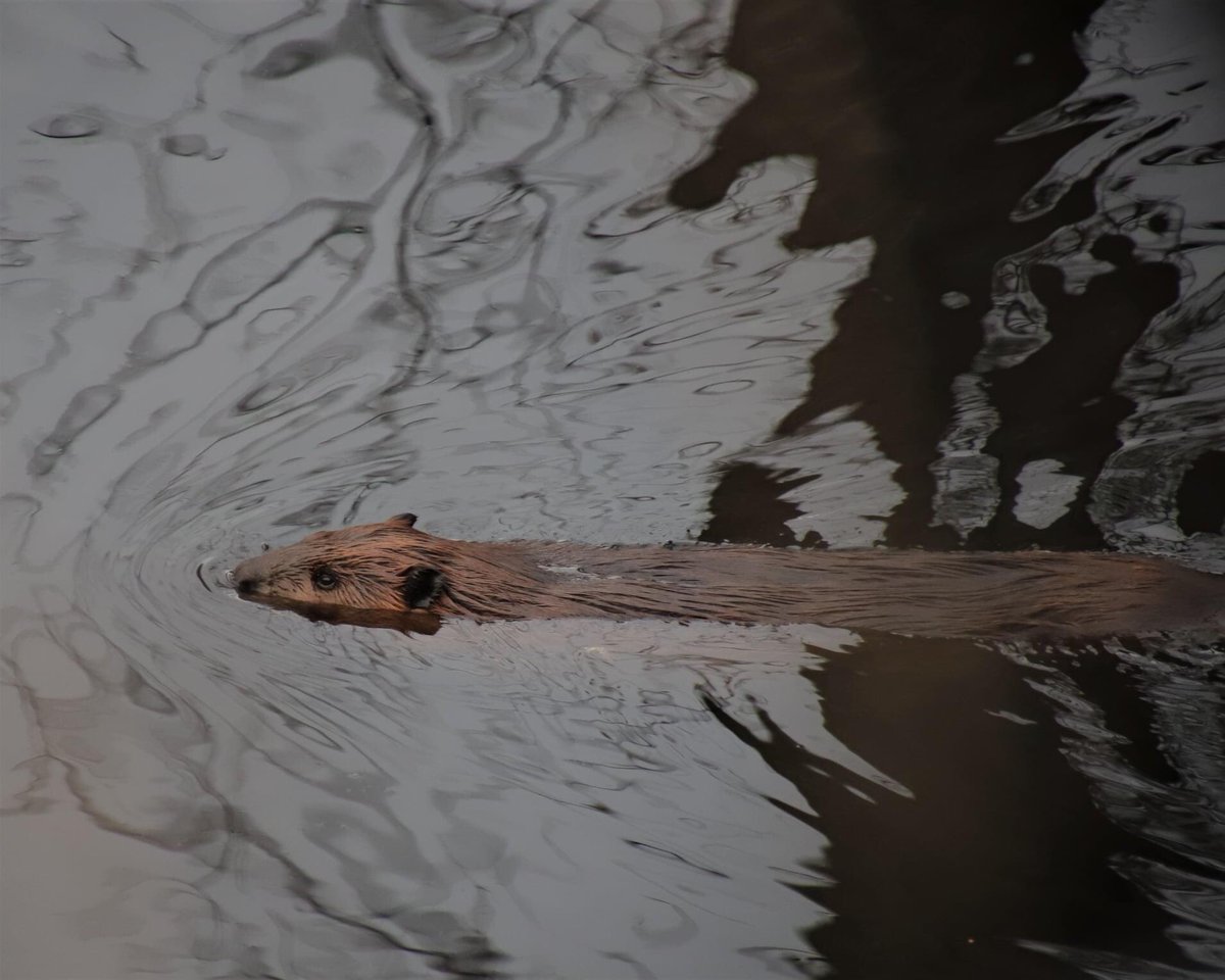LandBetween's tweet photo. Beavers are caching for the winter. Did you know in #thelandbetween beavers are responsible for approximately 84% of about 30,000 water bodies in this region. We’ve seen dams 27 ft high holding back 11 acres of water. Amazing!
#thelandbetween #ontario #wildlifefact #beaver https://t.co/BSxCJ2Fq3d