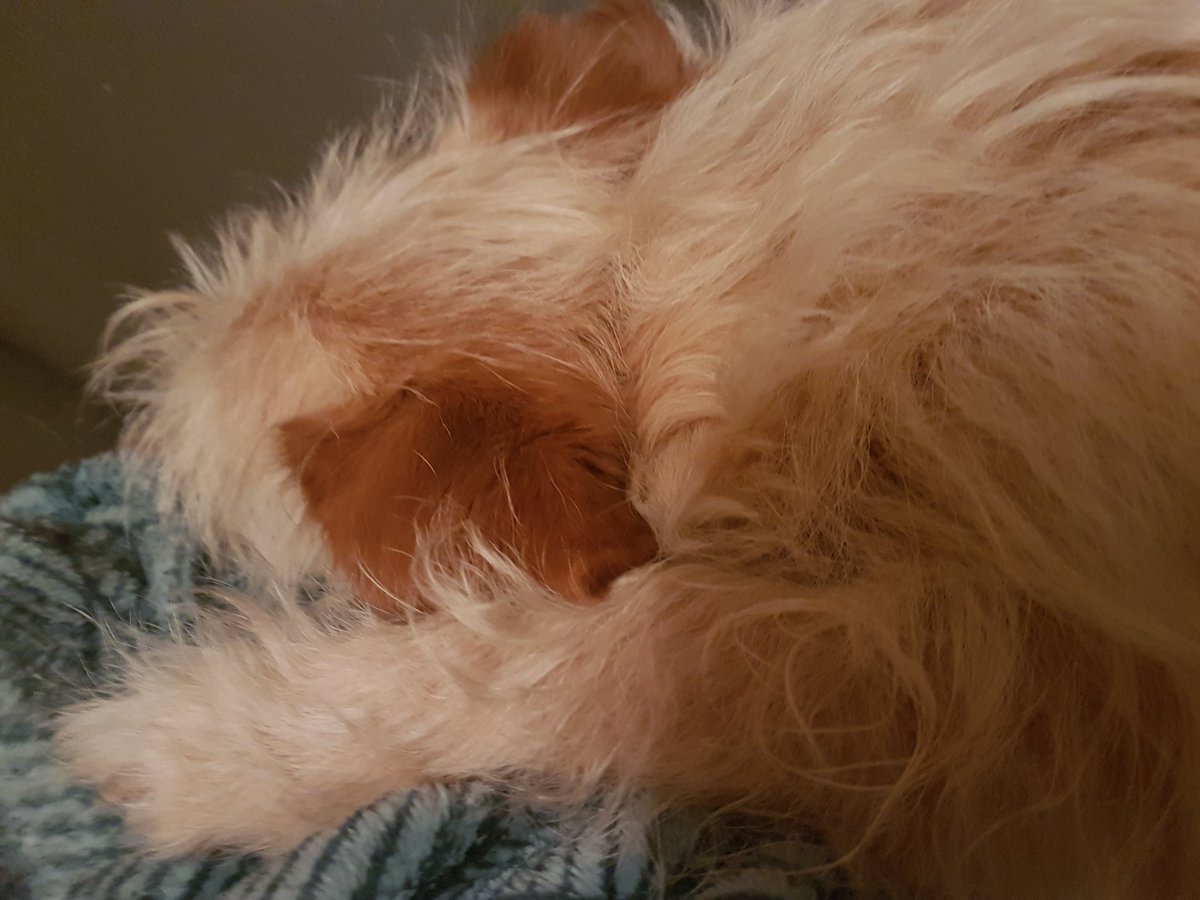 InfoKunert's tweet photo. #Hundeliebe allein reicht nicht. Auch über #Haustiergesundheit sollten Tierhalter informiert sein. Das Wichtigste gut verständlich erklärt im #Podcast #daswauderwochereloaded bei #openspotify #audionow etc. Viel Spaß beim Reinhören #Tierarzttipps https://t.co/n2HwwsJ9qJ