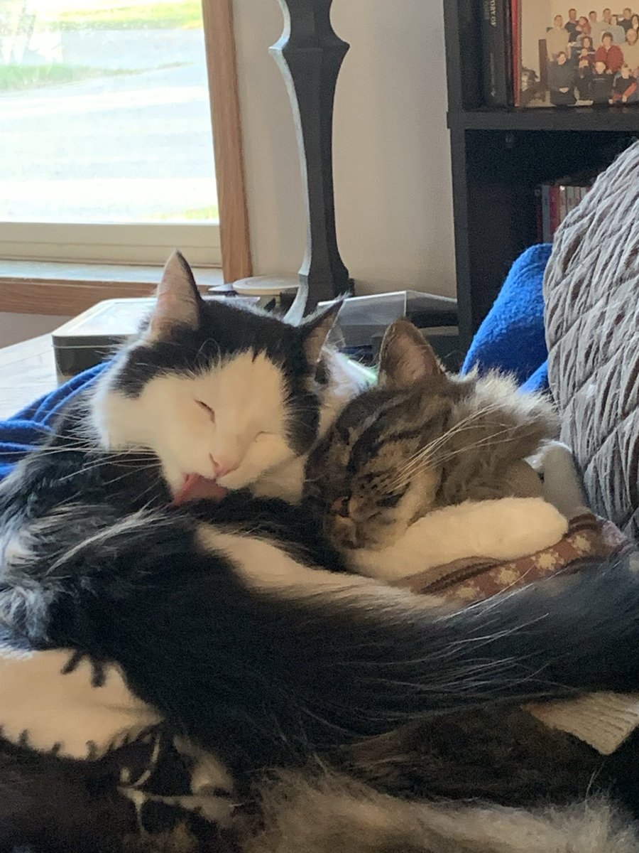 MarcLorenzen84's tweet image. I love these two. #kitty #kittybros #lazyday