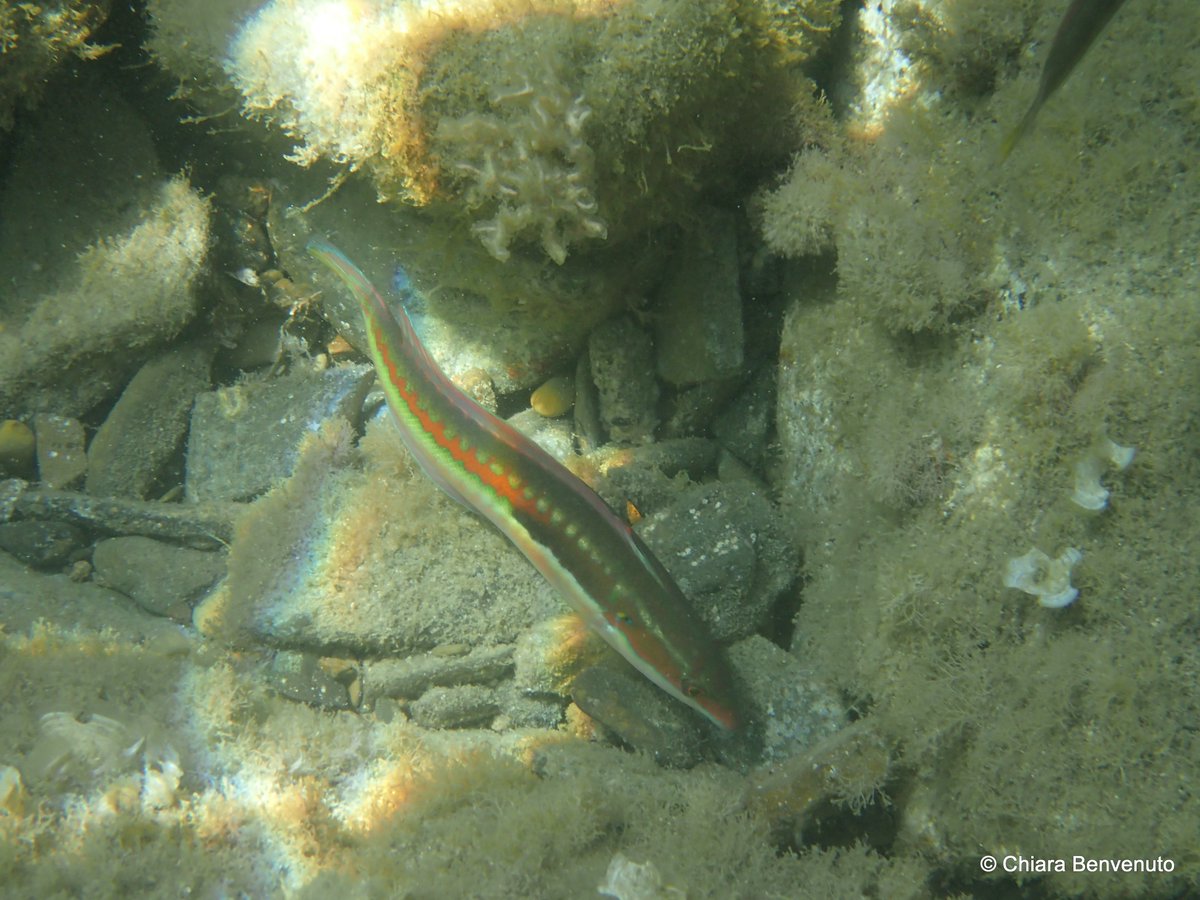 cbenvenuto73's tweet photo. But I cannot help to add another fish, beginning with C, Coris julis, #protogynous (female-first sex changer!) #FishABC #MediterraneanSea https://t.co/pOFpGShwdQ