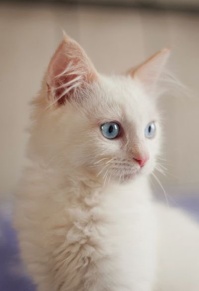 ValiantShield's tweet image. -Walking back to @AvengingWinter, I hold out my hand holding this furball gently.-

We’re out of waffles but I managed to find this.