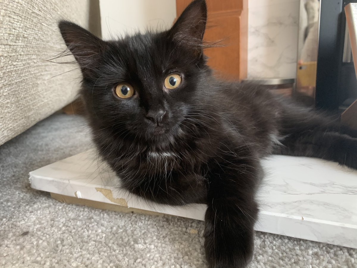 bobbyylee's tweet photo. @OfficialPLT Our precious babies! Chester is a cute cross eyed bundle of fluff and Marnie is our Maine coon cross that adores cuddles 🥰🥰 #PLTPets https://t.co/I7QoE3wT2r
