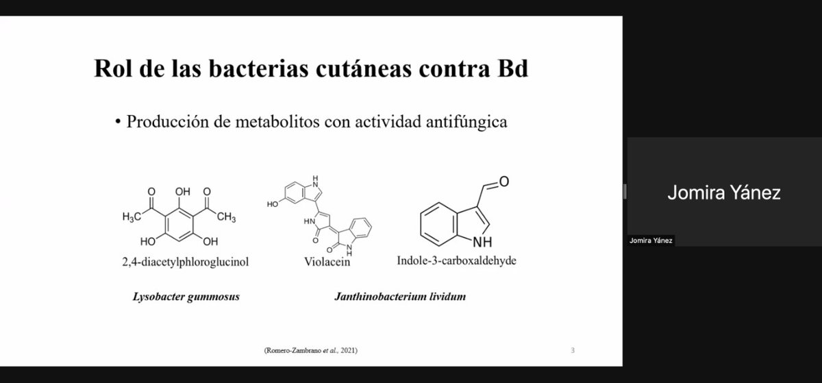 u_ikiam's tweet photo. #Ciben2021 | Jomira Yánez, estudiante de #Ikiam, expuso sobre la "Detección molecular del hongo letal Batrachochytrium dendrobatidis y bacterias cutáneas cultivables asociadas con tres especies de Atelopus en peligro crítico de extinción en Ecuador". 
 
#Ikiam7AñosDeInvestigación https://t.co/lVm8N0L2af