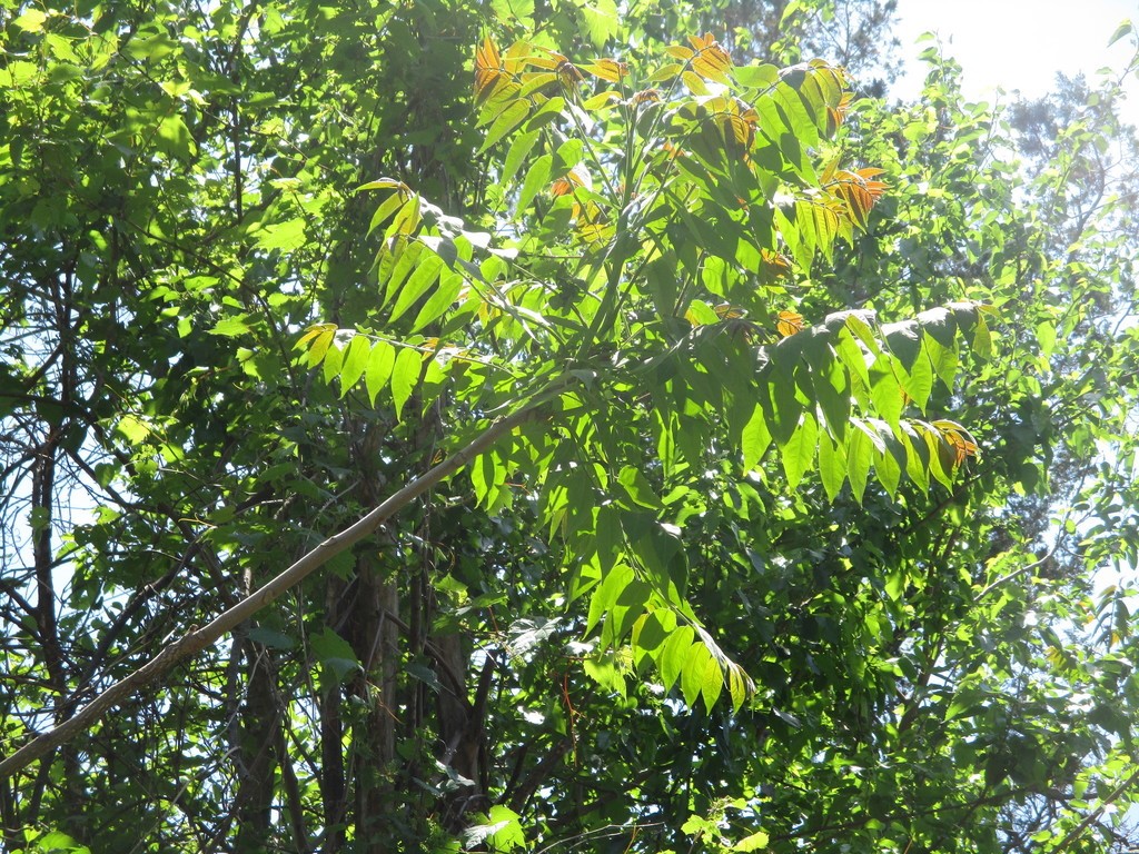 INVADER ALERT! 

Have you seen this tree? 

Snap a photo of it and report your sighting. 

Learn more here: bit.ly/3k2W13C