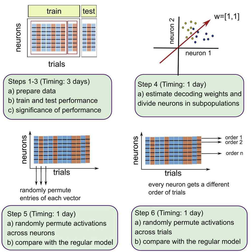 STARProtocols's tweet photo. Check out this #protocol by Dr. Veronika Koren, describing a #MachineLearning model for studying structured neural population responses recorded from #MacaqueMonkeys 
https://t.co/KgSb4C7rjj
Research in @CellReports https://t.co/xK5z70ERUs