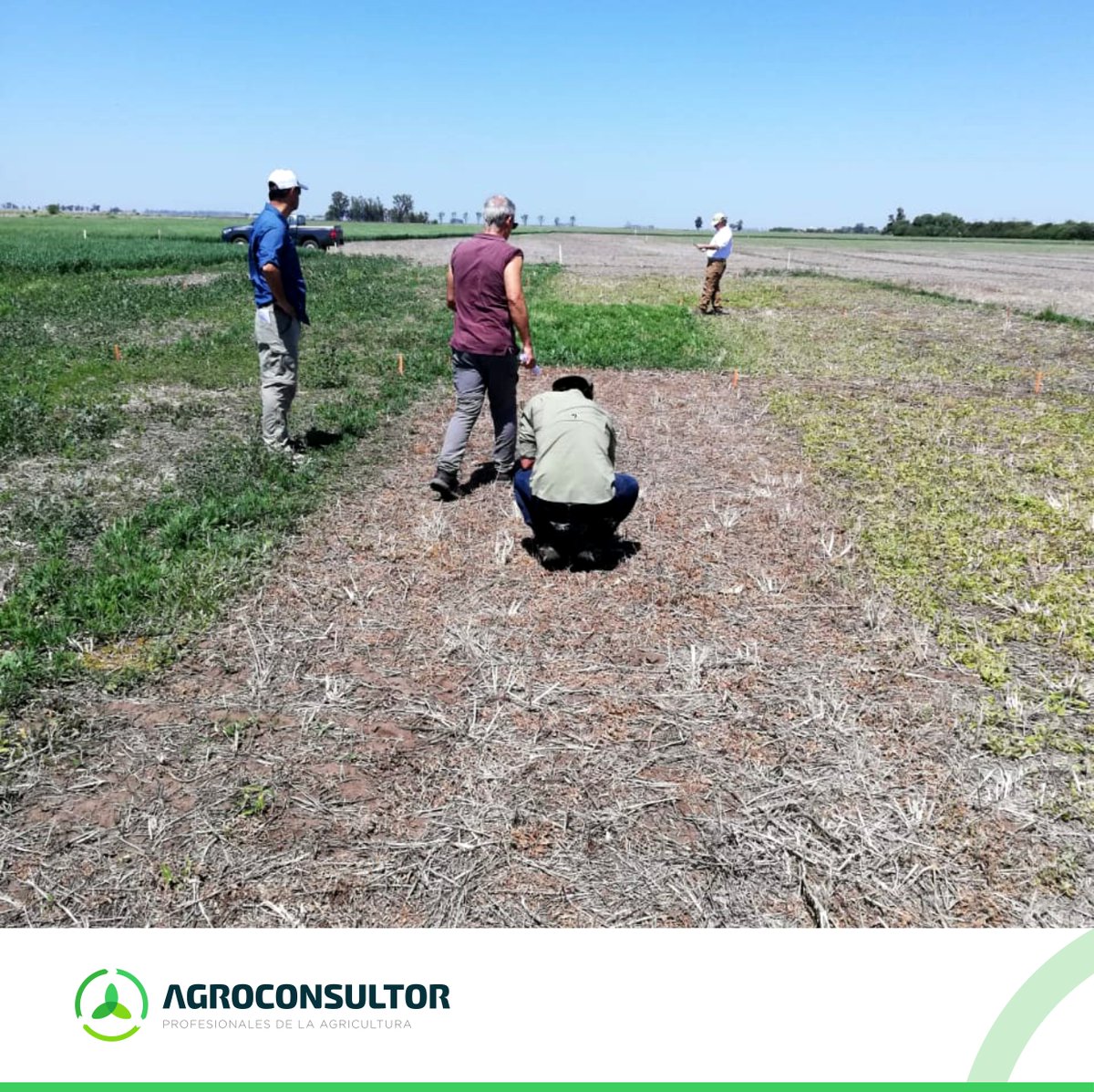 AgroconsultorSA's tweet photo. Recorrida de ensayos del MIB ✅ 

Con referentes de @CortevaARG observamos los efectos de nuevas alternativas en el control de #RamaNegra 🌿🚫.

¡Fue un excelente intercambio! https://t.co/j8hytZE5um