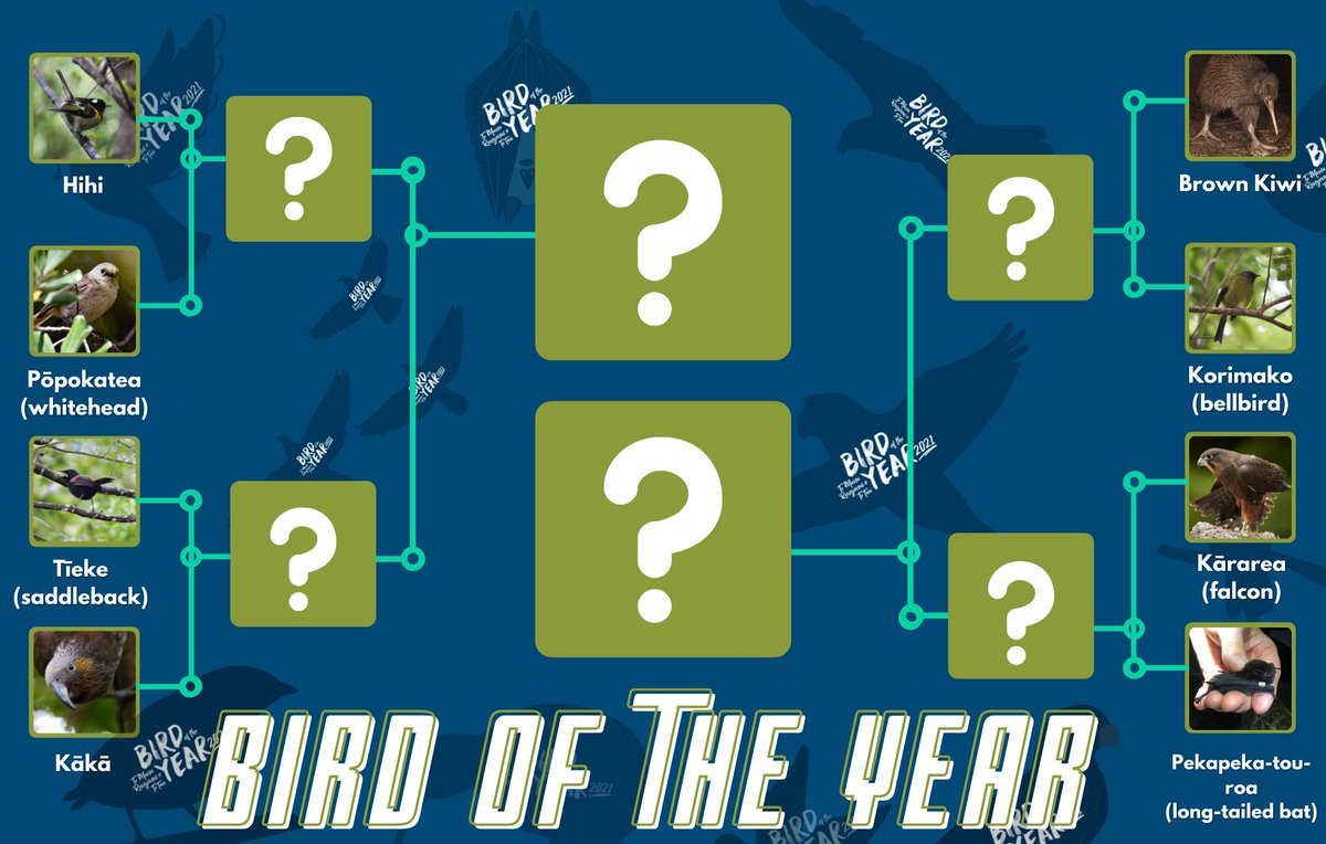 Waipa_DC's tweet photo. It's happening! We're launching into our Waipā #BirdoftheYear🐦 competition, where our district will have the chance to choose the official bird we'll endorse! 🏆

Check us out over on our Facebook, where we'll be putting these eight competitors head to head. https://t.co/Qrym9QXSFs