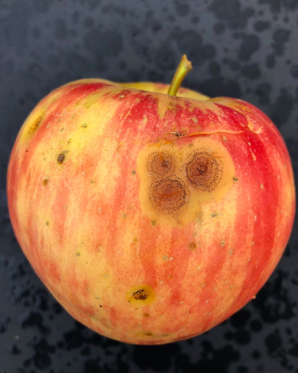 FruitDiseases's tweet photo. Early lesions of #BitterRot (a fungal rot caused by Colletotrichum species) on fruit of Honeycrisp’ #Apples. Cross section of infected fruit appears V-shaped. https://t.co/s4iYfBhFj7