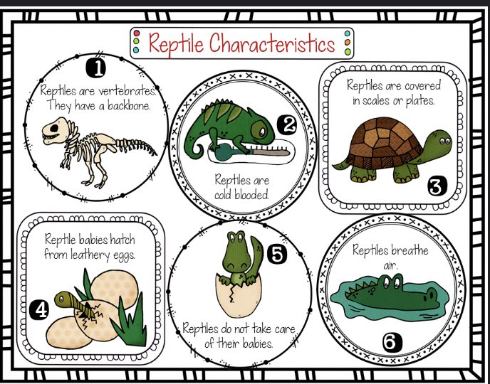 MrsHenchey23's tweet photo. We have learned about the characteristics and life cycles of mammals and reptiles. Ask your child about the similarities and differences between the two! https://t.co/yKiNWTAxcz