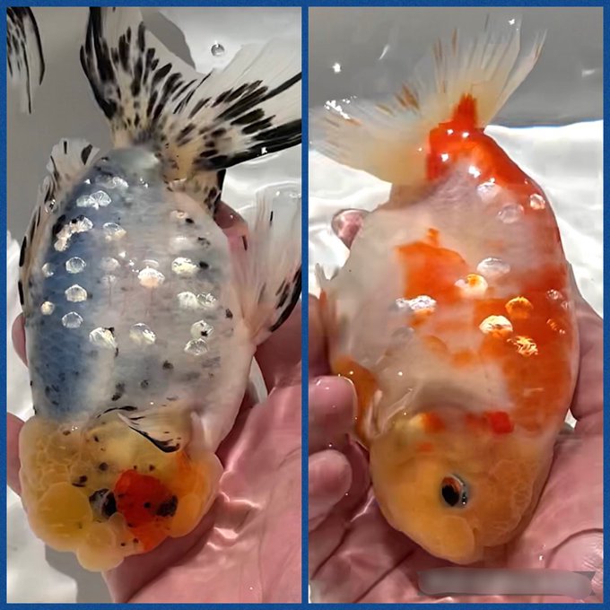 井ノ口養魚場さん の最近のツイート 4 Whotwi グラフィカルtwitter分析